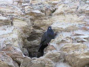 090) Grotten des Katull (Halbinsel Sirmione)